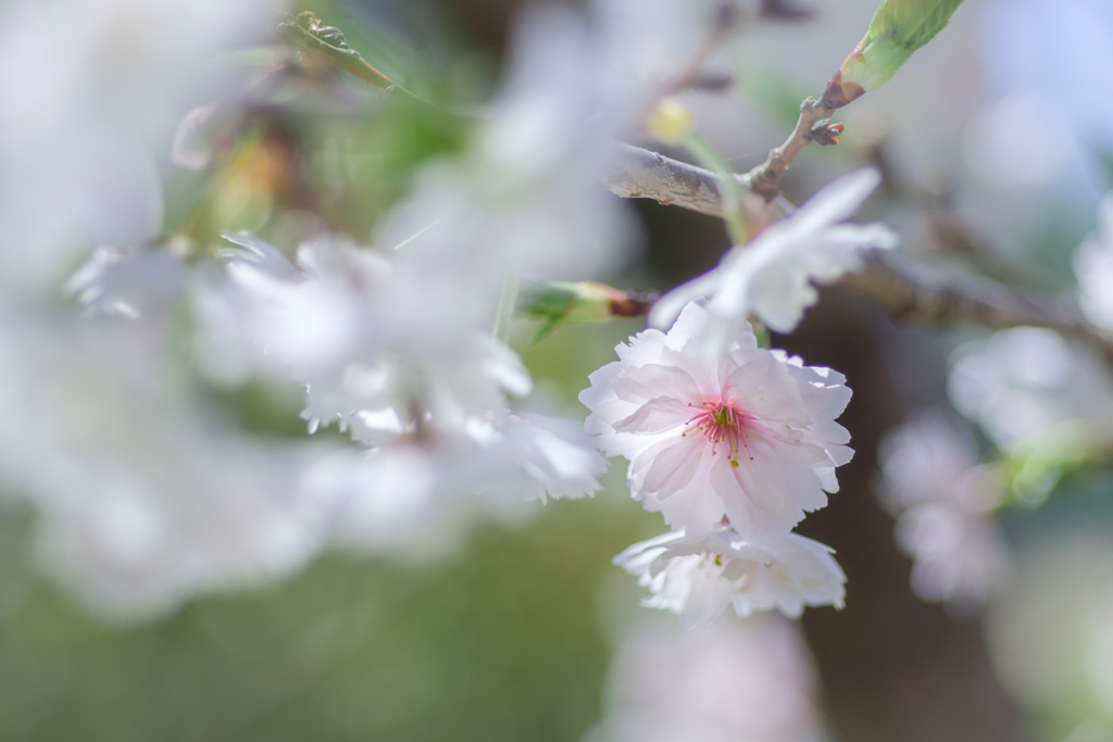 陽光桜