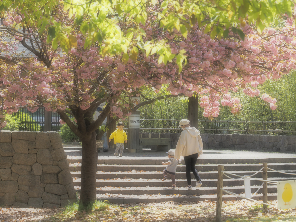 桜の木の下で