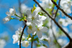 山桜