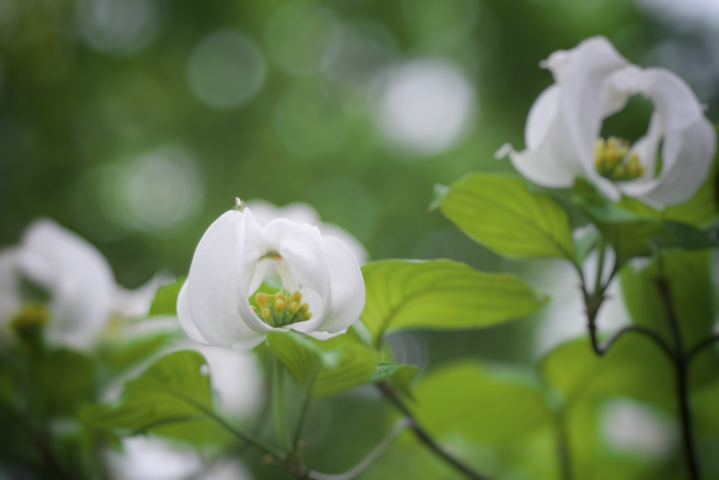 花水木