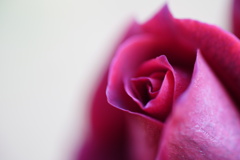 紅薔薇…1