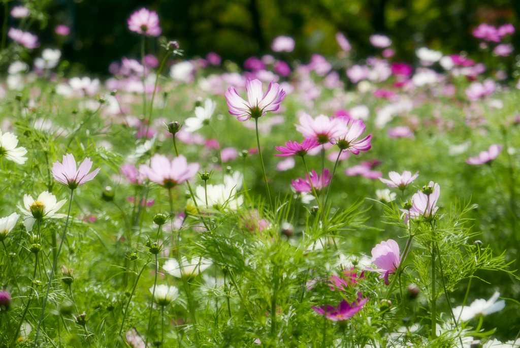 コスモス...1