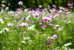 コスモス...1