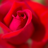 紅薔薇…3