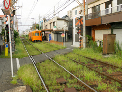 夏草