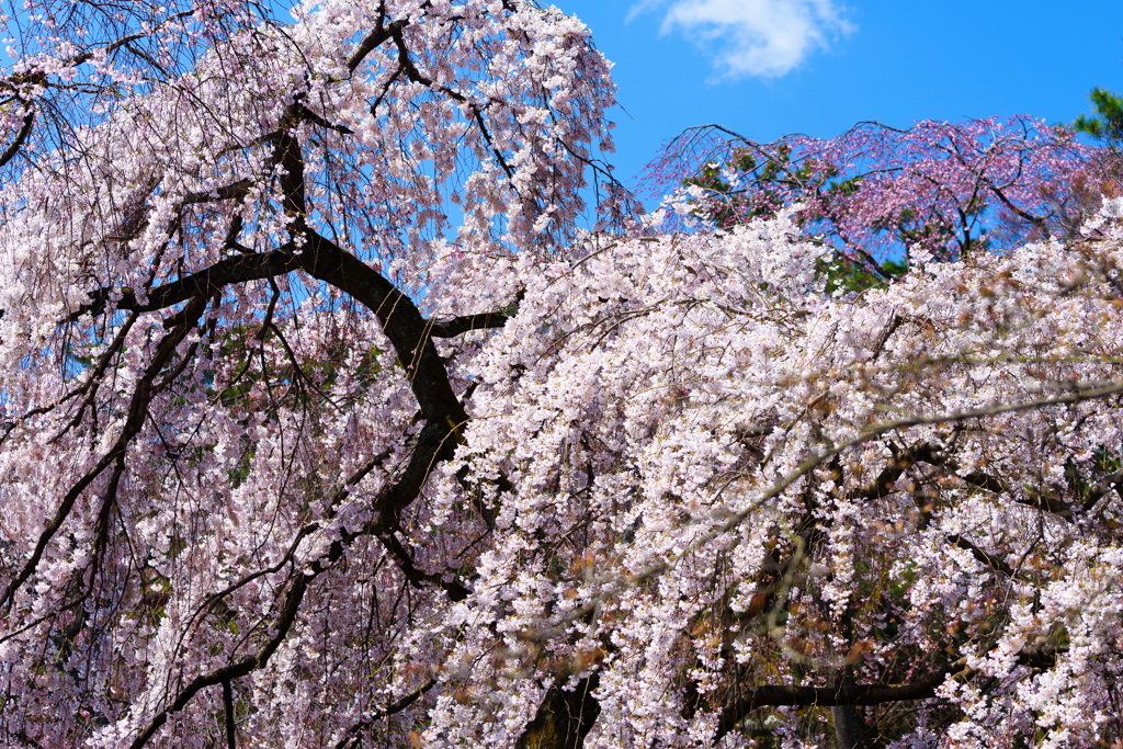 桜滝