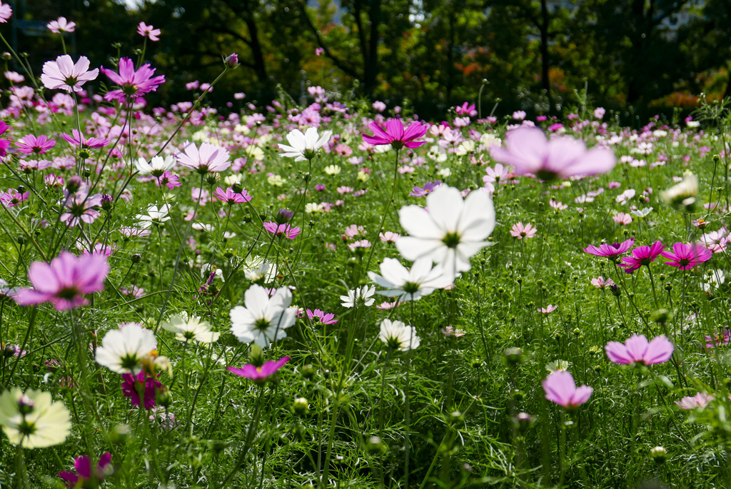 コスモス...2