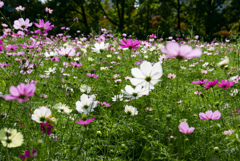 コスモス...2