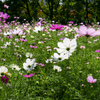 コスモス...2