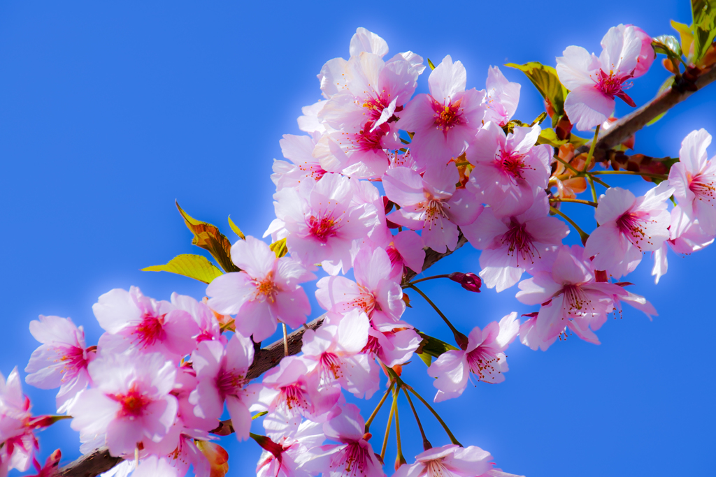 河津桜...4