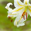 TEST-1
