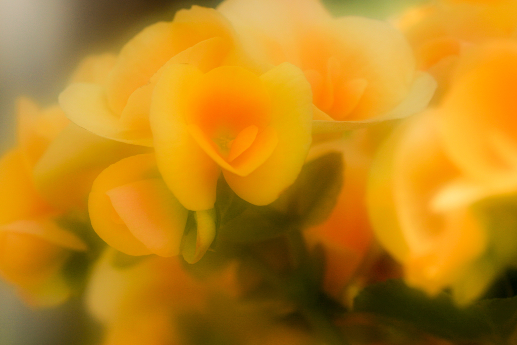 ソフトフォーカス・・・４