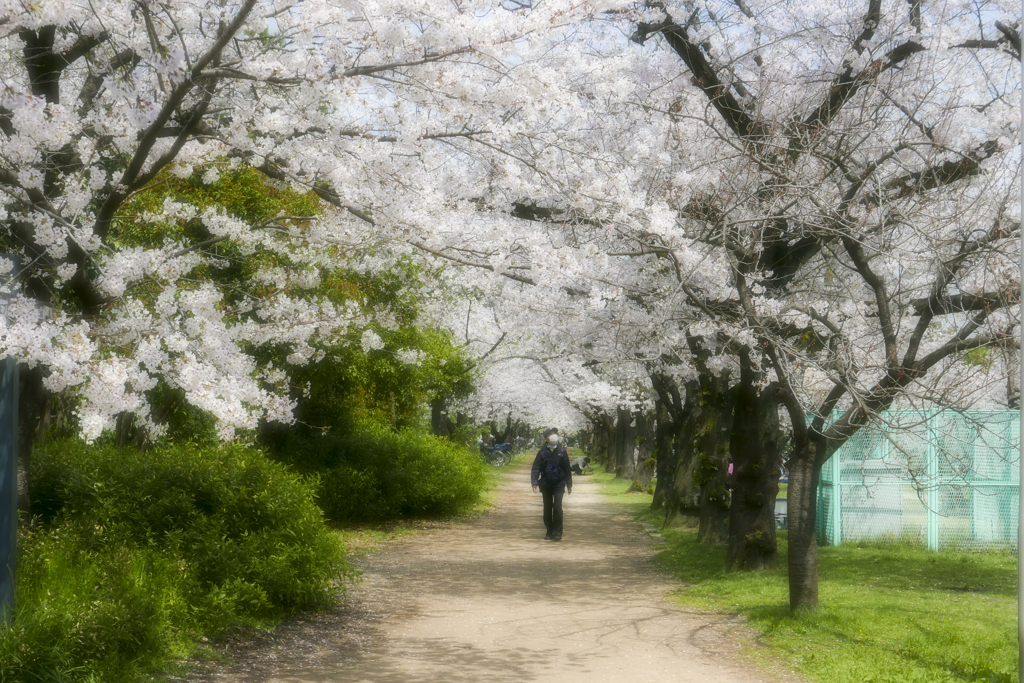 公園の桜…1