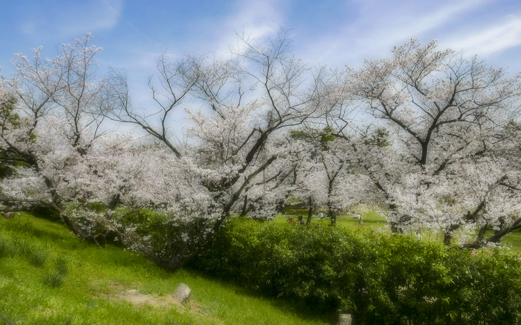 公園の桜…2