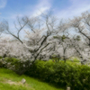 公園の桜…2