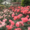 pink...1