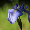 花菖蒲...２