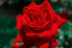 Red rose...2