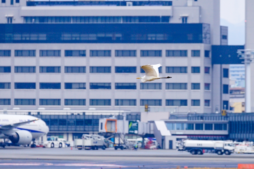 Bombardier-Sagi touchdown