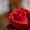 紅薔薇…2