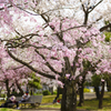 桜の木の下で