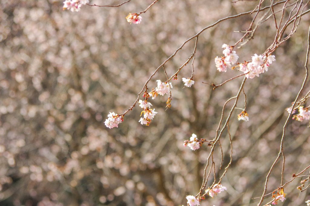 十月桜...i