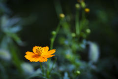 花一輪...2