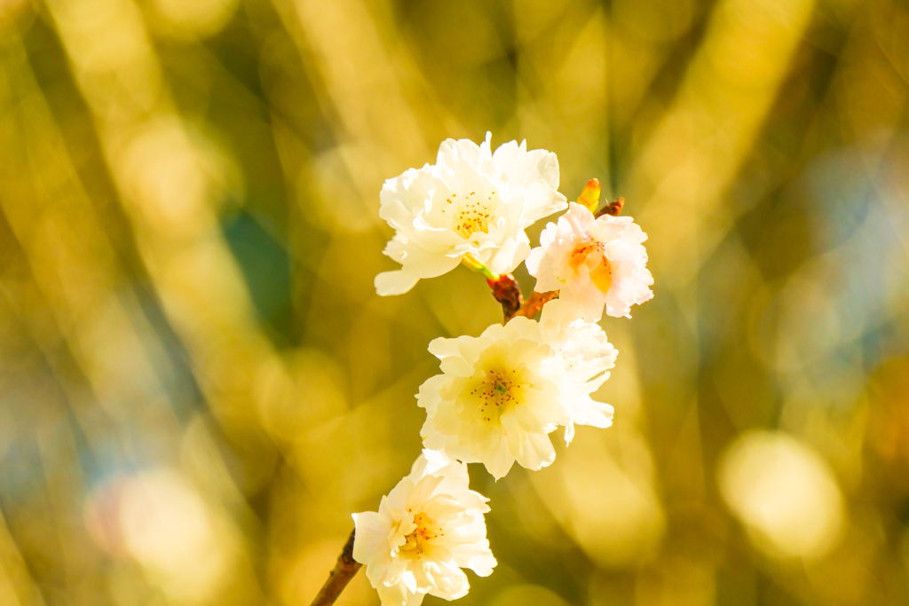 10月桜