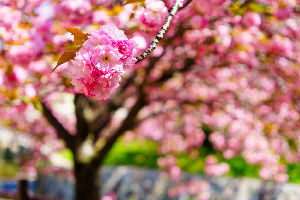 八重桜満開