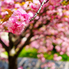 八重桜満開