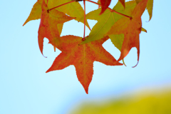 最早、紅葉　ー壱ー