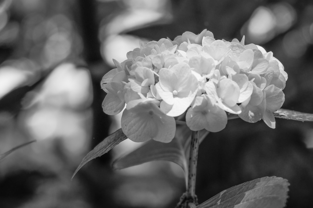 光...2