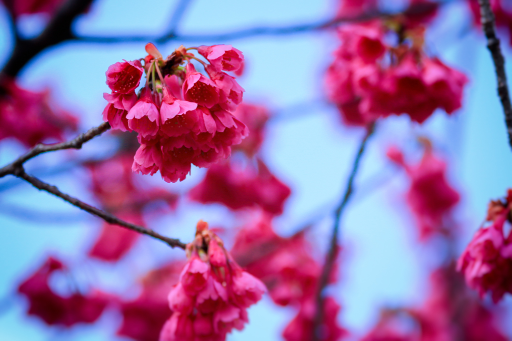 緋寒桜