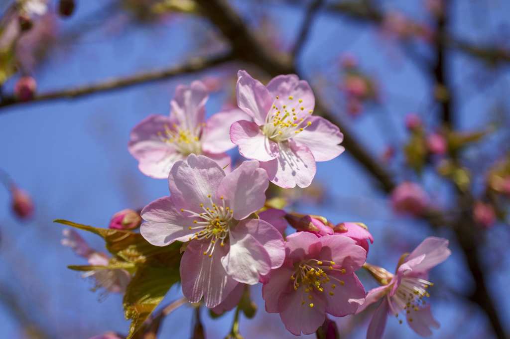 桜はまだかいな…2