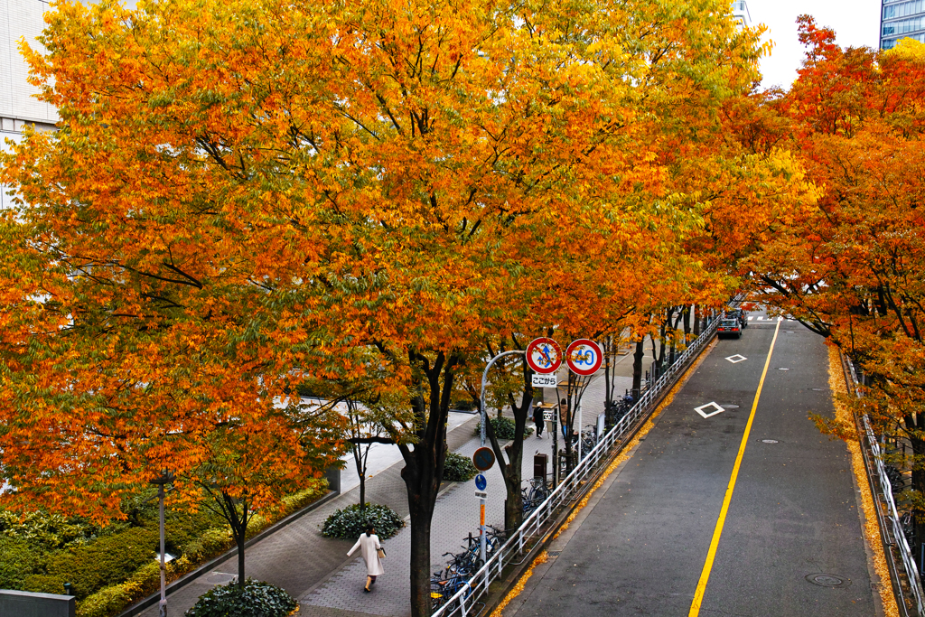 街路樹