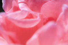 花びら
