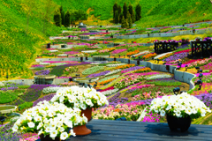 花結びの谷…1