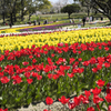 チューリップ畑...2