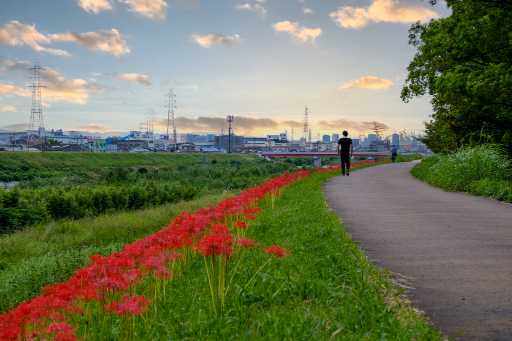 散歩道