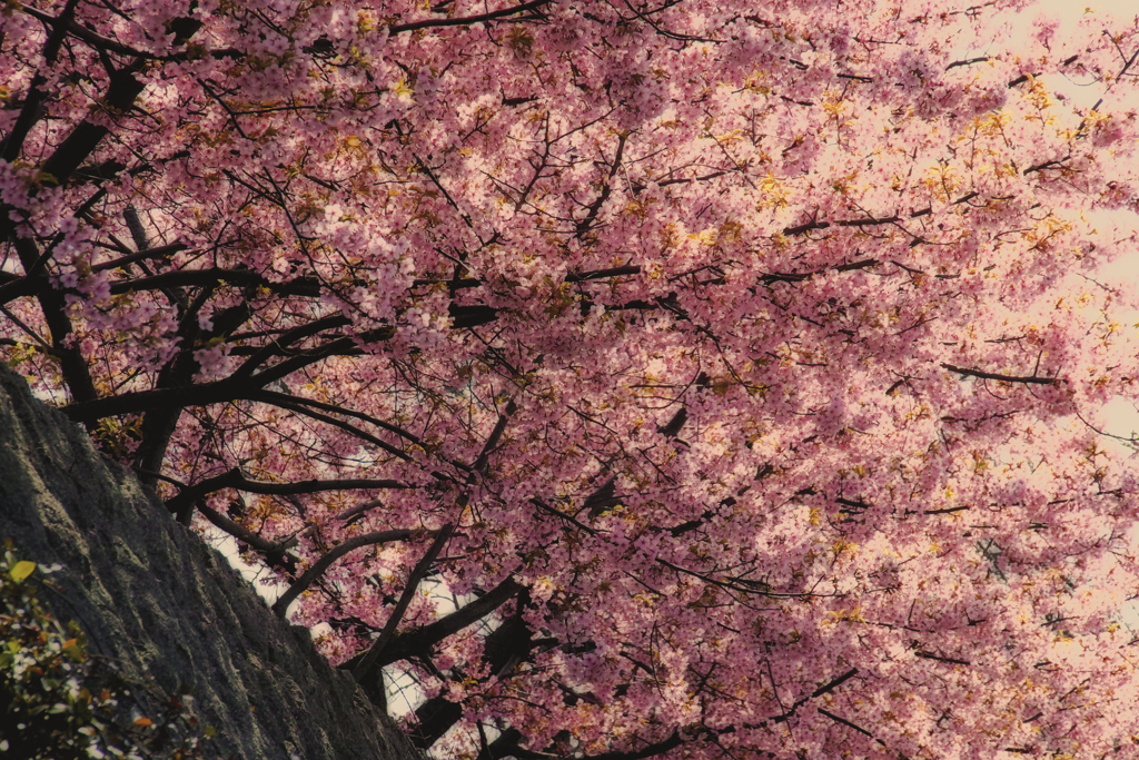 河津桜...２