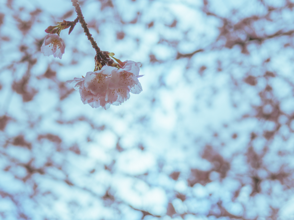 寒桜…1