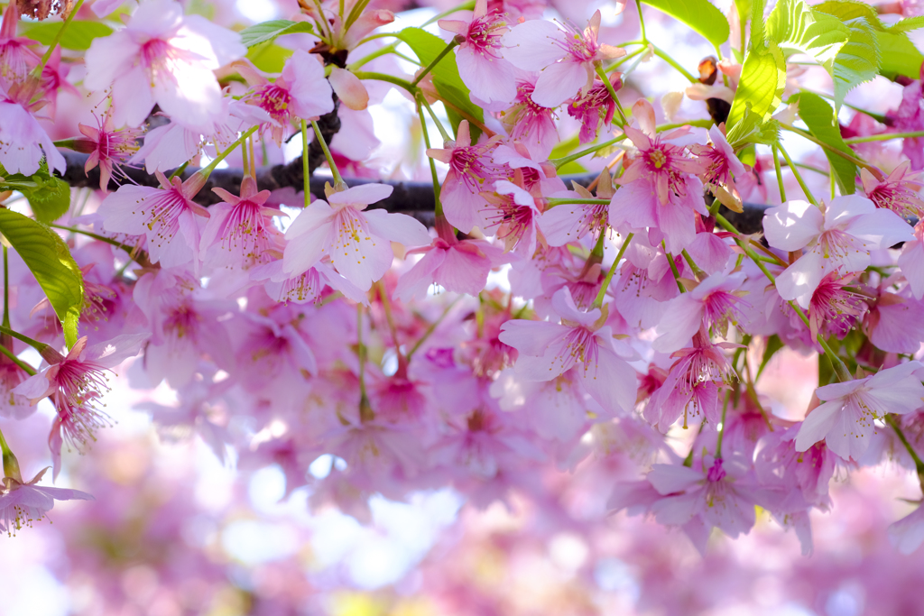 河津桜