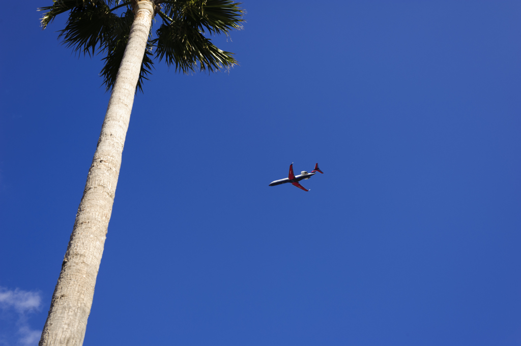 ヤシと飛行機...２