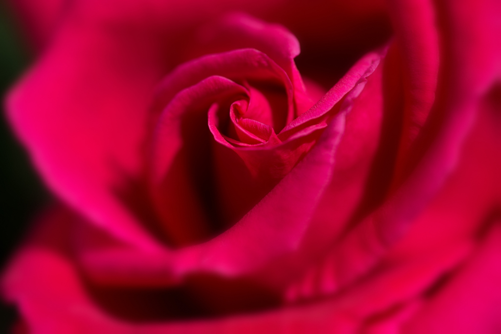 紅薔薇…1