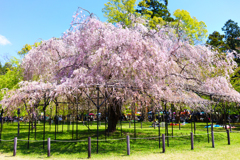 上賀茂神社　枝垂れ