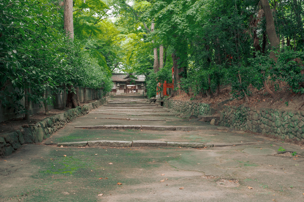 緑隧道