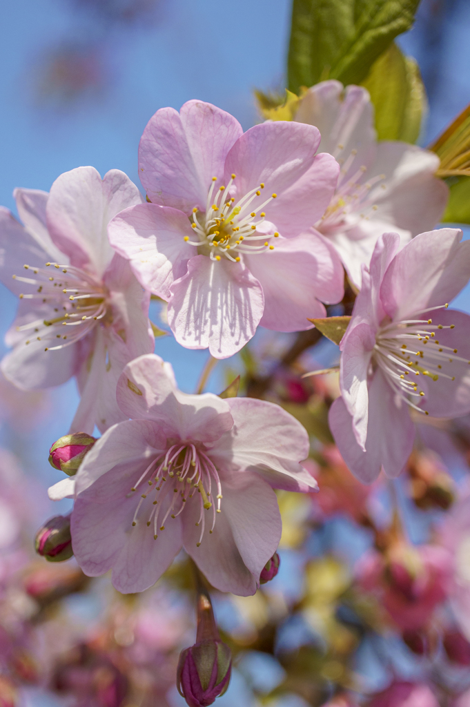 桜はまだかいな…1