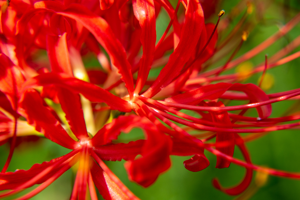 曼殊沙華…1