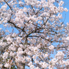 花札