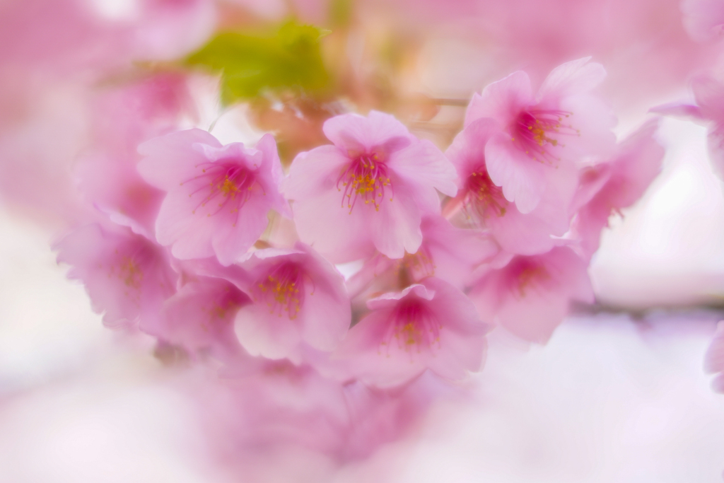 夢や夢…1